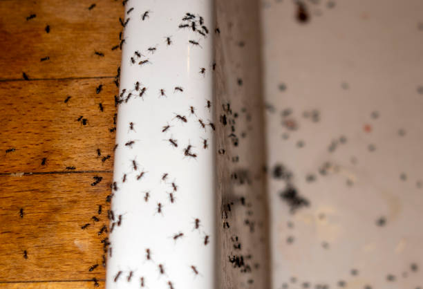 Best Mosquito Control Services  in Whitemarsh Island, GA