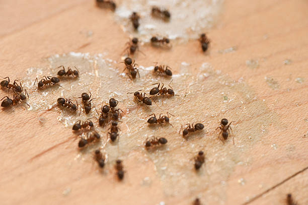 Best Pest Inspection Near Me  in Whitemarsh Island, GA