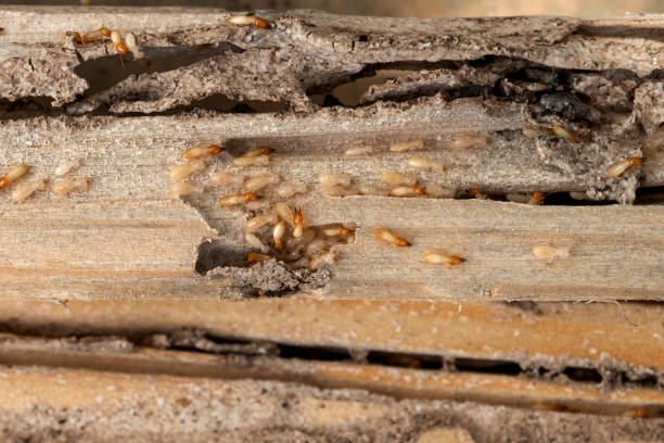 Best Pest Removal Services  in Whitemarsh Island, GA