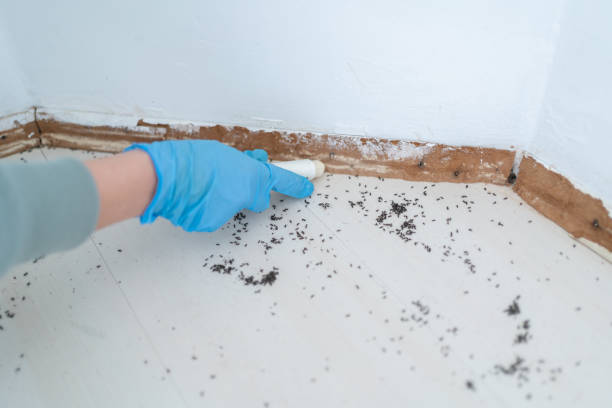 Best Flea Control Services  in Whitemarsh Island, GA
